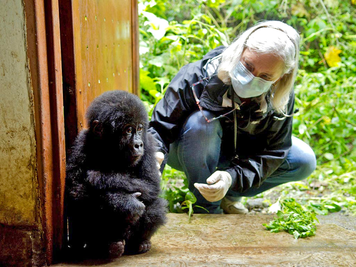 Banana Phone supports Gearing Up 4 Gorillas conservation non-profit.